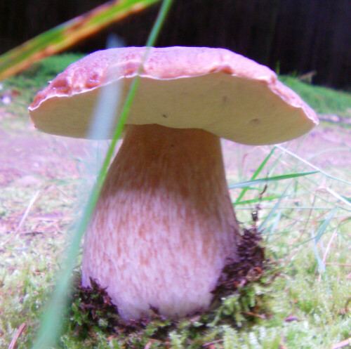 Ein Pilz, der unter Pilzsammlern gerne gefunden wird.
http://de.wikipedia.org/wiki/Steinpilze

Aufnameort: Simmersbach in der Nähe der Schutzhütte "An der Hasenhecke"
Kamera: Medion Digitaler Full-HD-Camcorder mit Touchscreen Medion Life