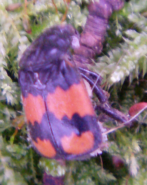 gemeiner-totengraber-nicrophorus-vespillo-l-1758-13210.jpeg