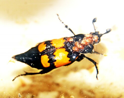 gemeiner-totengraber-nicrophorus-vespillo-l-1758-20844.jpeg