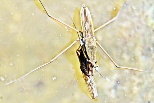 Der Gemeine Wasserläufer kann bis nach Sibirien sowie China vorkommen. Ferner ist er in Nordafrika sowie in Europa vorhanden.
https://de.wikipedia.org/wiki/Gemeiner_Wasserläufer

Aufnameort: Eiershausen Zinkwanne
Kamera: Canon EOS 1300D