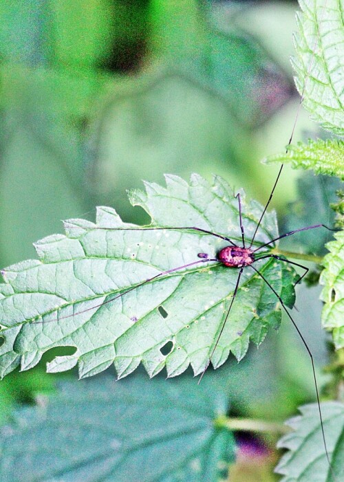 Phalangium opilio ist ein Weberknecht aus der Familie der Schneider(Phalangiidae).
Jene Art Spinne ist in Mitteleuropa ziemlich häufig. Auf Wiesen, Trockenrasen, an Wegrändern oder im Garten lasst sie sich auch z. B. in der Krautschicht beobachten.
https://de.wikipedia.org/wiki/Phalangium_opilio


Aufnameort: Eiershausen Garten
Kamera: Canon EOS 1300D