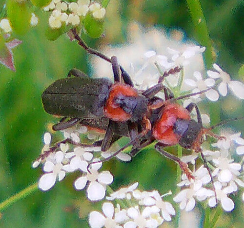 gemeiner-weichkafer-cantharis-fusca-l-1758-paarung-11542.jpeg