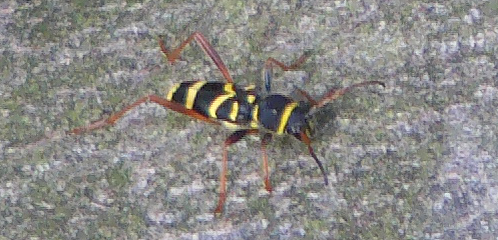 gemeiner-widderbock-clytus-arietis-l-1758-10693.png