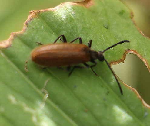 Ein schwarzer Käfer mit bräunlichen Flügeldecken.
Letztere sind oft etwas behaart.
https://de.wikipedia.org/wiki/Wollk%C3%A4fer

Videoclips zu jener Art:
https://www.youtube.com/watch?v=IbwwnYeo3rI
https://www.youtube.com/watch?v=GhoM36gbWlk
https://www.youtube.com/watch?v=MEDwwiTscwY

Aufnameort: Eiershausen Garten
Kamera: Canon EOS 700D