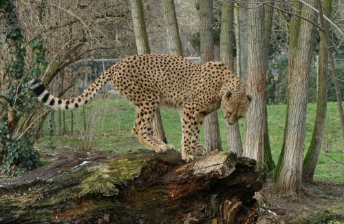 Gepard auf Baumstamm

Aufnameort: Kölner Zoo
Kamera: Sony Alpha 7/II