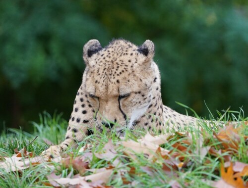 

Aufnameort: Kölner Zoo
Kamera: Sony Alpha 7/II