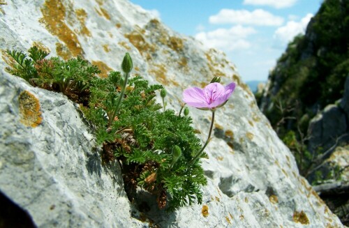 geranium-ii-1288.jpeg