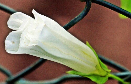 Die Echte Zaunwinde gehört zu den Windengewächsen(Convolvulaceae).
Sie ist in den gemäßigten sowie subtropischen Zone der Erde weit verbreitet.
Die Echte Zaunwinde ist eine Kletterpflanze. Oft wächst sie an Hecken und Gesträuch.
https://de.wikipedia.org/wiki/Echte_Zaunwinde

Aufnameort: Eiershausen Garten
Kamera: Canon EOS 1300D