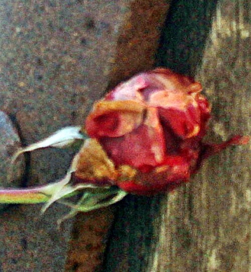 Kulturrosen - gezüchtete Rosen - sind oft "empfindlicher" als die Wildarten.
https://de.wikipedia.org/wiki/Kulturrosen
https://de.wikipedia.org/wiki/Wildrosen

Aufnameort: Eiershausen Garten
Kamera: Canon EOS 1300D