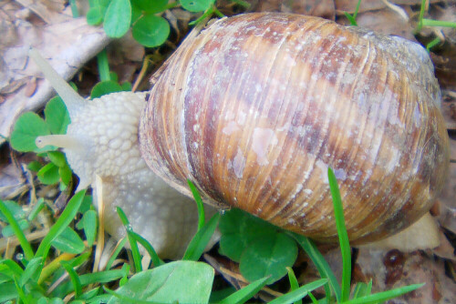 Die gestreifte Weinbergschnecke stammt aus der Region der Türkei.
Sie überwintert nicht wie die heimische Weinbergschnecke.
Trockenheit im Sommer überdauert sie (in Trockenstarre) im Erdboden vergraben. Häufig kann sie nachts oder nach starken  Regenfällen beobachtet werden.
http://de.wikipedia.org/wiki/Gestreifte_Weinbergschnecke

Aufnameort: Eiershausen Garten
Kamera: Medion Digitaler Full-HD-Camcorder mit Touchscreen Medion Life