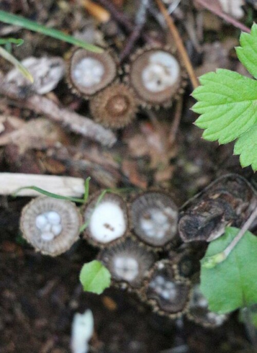 Ein saprophytischer Nestpilz auf Totholz am Boden, dessen (linsenartigen) Peridiolen(Sporenbehälter mit Gleba) auf dem Fruchtkörper auffallen.
https://de.wikipedia.org/wiki/Gestreifter_Teuerling


Aufnameort: Eiershausen Hirschbergwald
Kamera: Canon EOS 700D