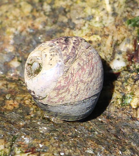 Eine Meeres-Gehäuseschnecke, die Diatomeen(Kieselalgen) abgrast und zu den Kreiselschnecken gehört.
https://de.wikipedia.org/wiki/Gestrichelte_Buckelschnecke
https://de.wikipedia.org/wiki/Kieselalgen

Aufnameort: Nördlich von Porto(Portugal)
Kamera: Canon EOS 700D