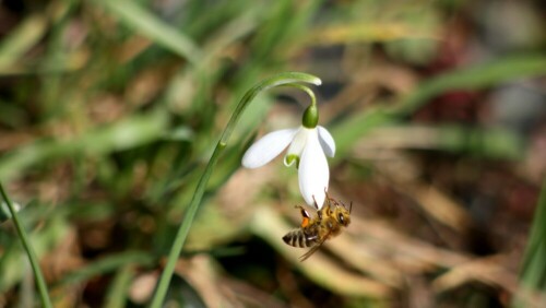 zu Hause im Garten

Aufnameort: Lindenfels
Kamera: Canon 450D