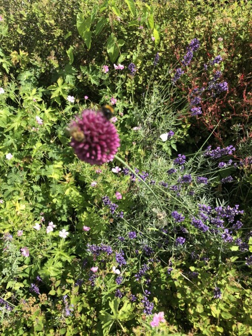 In unserem Vorgarten tummeln sich Hummeln und Bienen.

Aufnameort: Bochum
Kamera: Handykamera