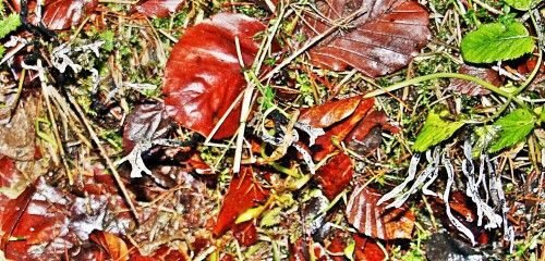 Ein Schlauchpilz, der zur Gattung Holzkeulen(Xylaria) gehört.
Neben ihrem vegetativen Myzel bildet er dunkle, zähe Stromata
(Sammelfruchtkörper) aus. Hierin sind die Fruchtkörper(Perithecien)
eingesenkt.(Die Rinde ist dunkel; das "Fleisch" des Stroma wirkt weißlich.)
https://de.wikipedia.org/wiki/Geweihförmige_Holzkeule

Aufnameort: Eiershausen Hirschbergwald
Kamera: Canon EOS 1300D