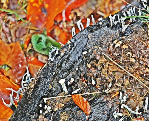 Ein Schlauchpilz, der gerne an feuchtem Totholz sich entwickeln kann.
https://de.wikipedia.org/wiki/Geweihförmige_Holzkeule

Aufnameort: Eiershausen Hirschbergwald
Kamera: Canon EOS 1300D