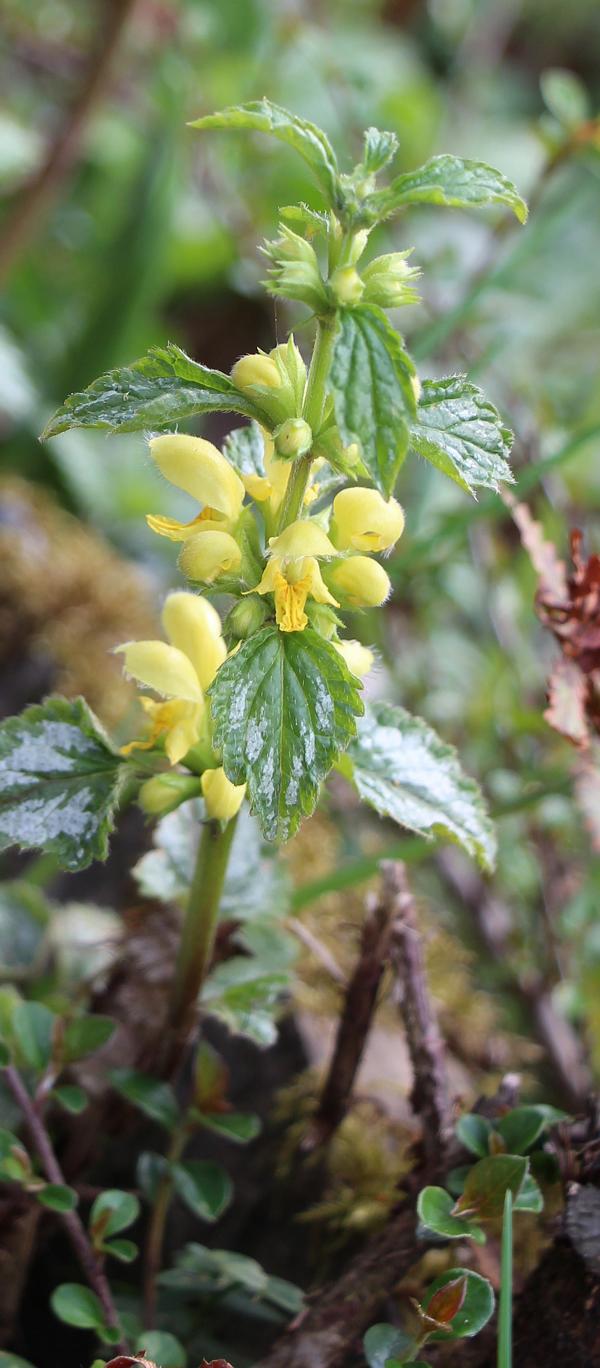 gewohnliche-goldnessel-lamium-galeobdolon-l-13860.jpeg