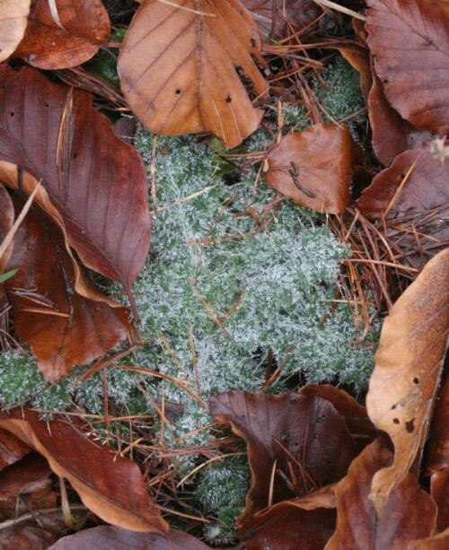 Die Gewöhnliche Kratzdistel wird sowohl im Garten wie auch in der Landwirtschaft nur ungern "gesehen."
https://de.wikipedia.org/wiki/Gew%C3%B6hnliche_Kratzdistel

Aufnameort: Eiershausen Hirschberg Wald
Kamera: Canon EOS 700D