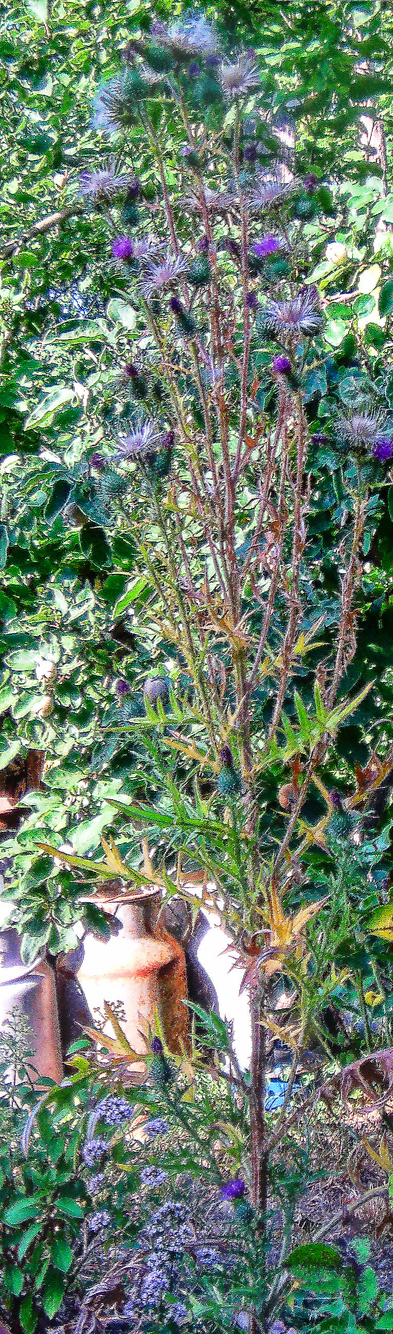 Die Gemeine Kratzdistel gehört zur Familie der Korbblütler(Asteraceae).
https://de.wikipedia.org/wiki/Gewöhnliche_Kratzdistel

Aufnameort: Eiershausen Garten
Kamera: Canon EOS 1300D