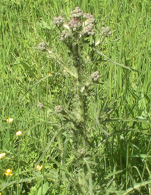 gewohnliche-kratzdistel-cirsium-vulgare-l-12335.jpeg