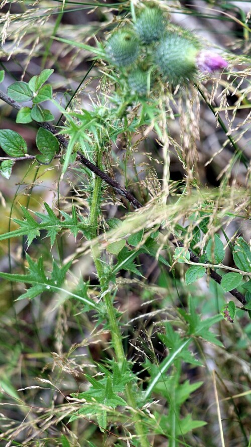 gewohnliche-kratzdistel-cirsium-vulgare-savi-ten-19135.jpeg