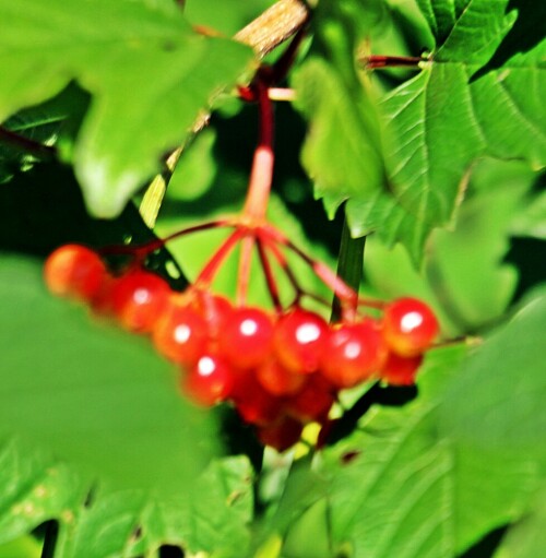 Die Rote oder Gewöhnliche Heckenkirsche gehört zur Familie der Geißblattgewächse(Caprifoliaceae). Sie ist ein Flachwurzler.
Sie wird vom Wild gemieden. Die Rote Heckenkirsche erscheint gegen 
Salzeinsatz auf den Straßen widerstandsfähig.
https://de.wikipedia.org/wiki/Rote_Heckenkirsche


Aufnameort: Eiershausen Wiesen wie Gebüschstreifen im Osten
Kamera: Canon EOS 1300D