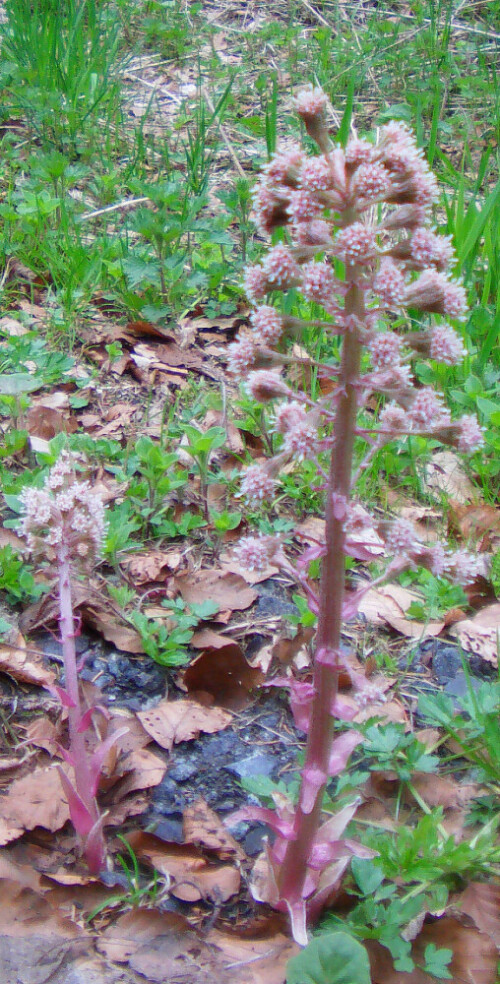 Eine Pflanze , die wegen ihrer rötlichen Färbung und weißen Blüten in der Vegetation auffällig ist.
http://de.wikipedia.org/wiki/Gew%C3%B6hnliche_Pestwurz

Aufnameort: Eiershausen Schwarzbachtal
Kamera: Medion Digitaler Full-HD-Camcorder mit Touchscreen Medion Life