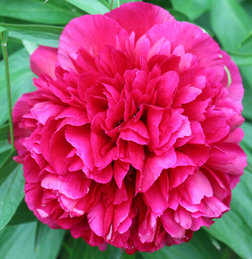 gewohnliche-pfingstrose-paeonia-vulgaris-l-gefullt-17188.jpeg