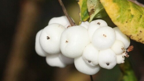 Die giftigen Steinfrüchte("Knallerbsen") der Gewöhnlichen Schneebeere

https://de.wikipedia.org/wiki/Schneebeeren

Aufnameort: Eiershausen Garten
Kamera: Canon EOS 700D