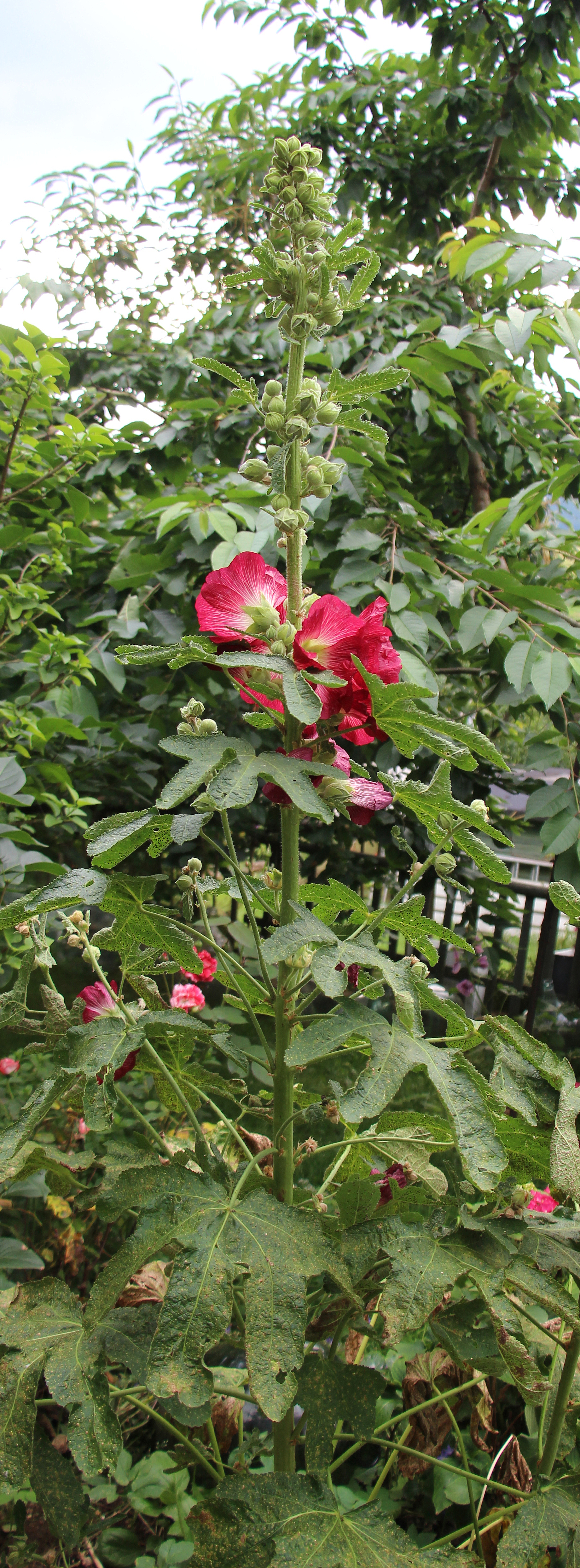 Die Stockrosen gehören zu den Malvengewächsen.
https://de.wikipedia.org/wiki/Gewöhnliche_Stockrose

Aufnameort: Eiershausen Garten
Kamera: Canon EOS 700D