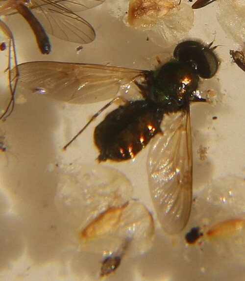 gewohnliche-waffenfliege-chloromyia-formosa-17415.jpeg