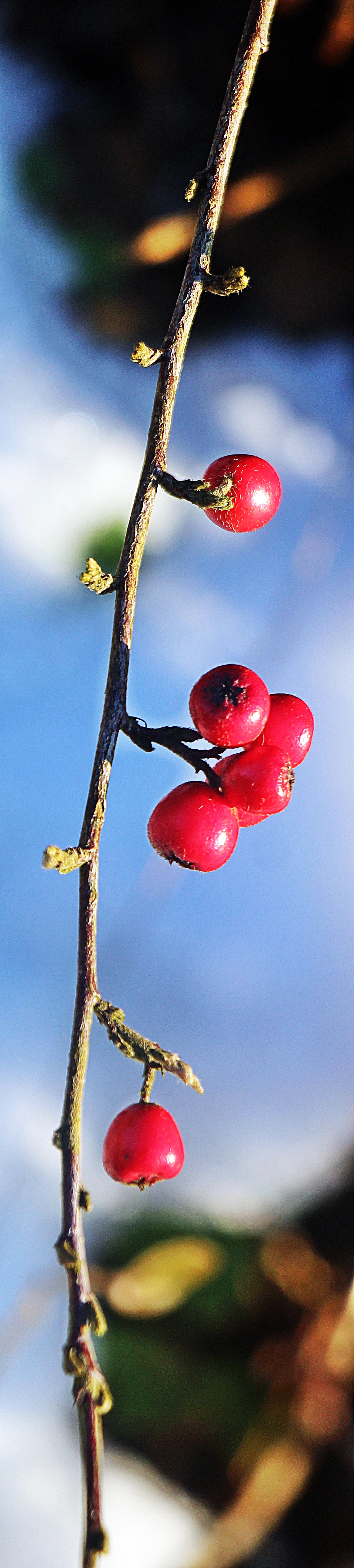 Zwergmispeln gehören zu den Rosengewächsen(Rosaceae).
Ihre Frucht enthält nur einen Samen. Die Sträucher sowie besonders
deren Früchte sind leicht giftig.
https://de.wikipedia.org/wiki/Zwergmispeln

Aufnameort: Eiershausen Vorgarten(Blumenrabatte An der Lei)
Kamera: Canon EOS 1300D