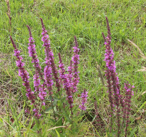 gewohnlicher-blutweiderich-lythrum-salicaria-l-17708.jpeg