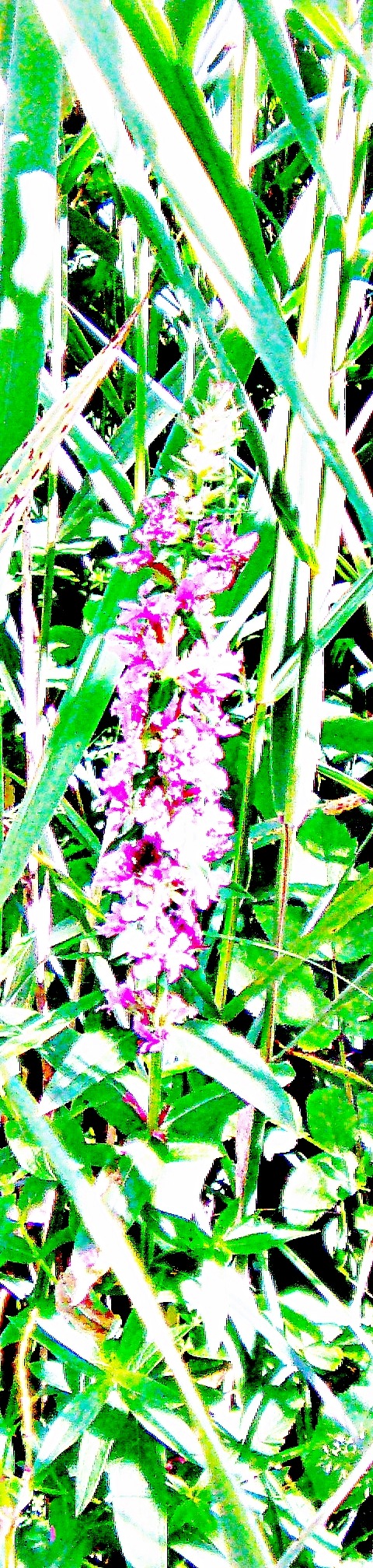 gewohnlicher-blutweiderich-lythrum-salicaria-l-29442.jpeg