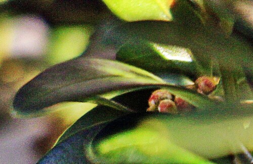 gewohnlicher-buchsbaum-buxus-sempervirens-l-20089.jpeg