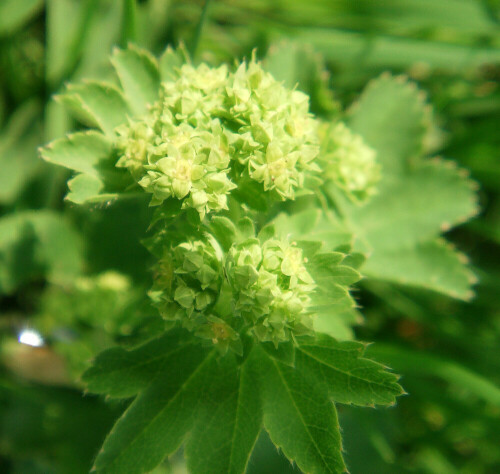 gewohnlicher-frauenmantel-alchemilla-vulgaris-l-11851.jpeg