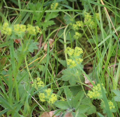 Saigemde Insekten können auch an Alchemilla-Arten Virosen übertragen.
https://de.wikipedia.org/wiki/Frauenmantel

Aufnameort: Eiershausen Friedhof(Zaun)
Kamera: Canon EOS 700D