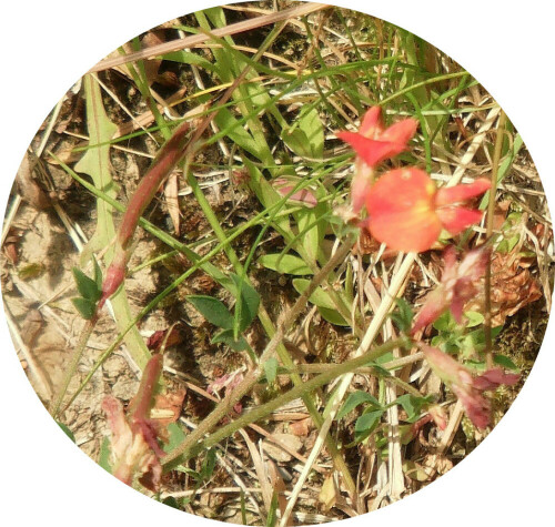 gewohnlicher-hornklee-lotus-corniculatus-l-11482.jpeg