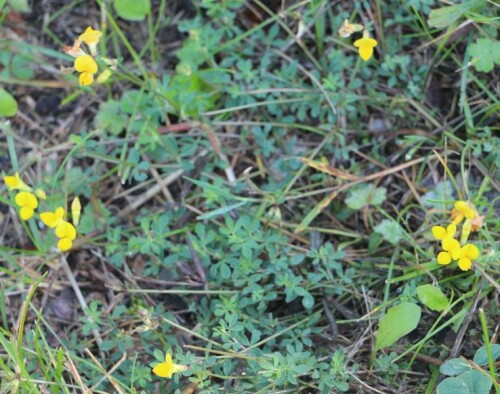 gewohnlicher-hornklee-lotus-corniculatus-l-14783.jpeg