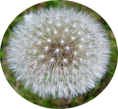 gewohnlicher-lowenzahn-taraxacum-officinale-l-11905.jpeg