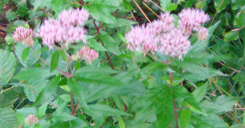 gewohnlicher-wasserdost-eupatorium-cannabinum-12663.jpeg