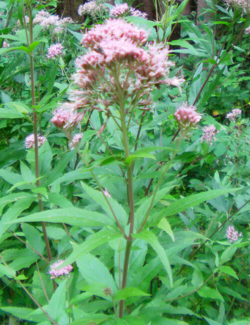 gewohnlicher-wasserdost-eupatorium-cannabinum-l-11235.jpeg