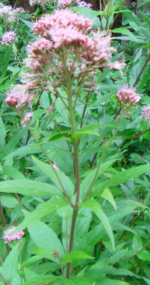 gewohnlicher-wasserdost-eupatorium-cannabinum-l-13155.jpeg