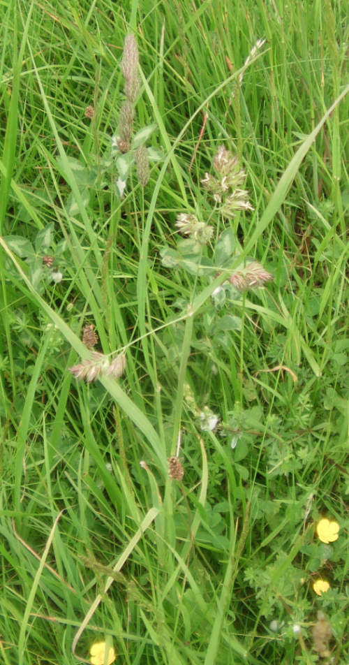 Ein Gras, das im Sommer auch durch seine stark geknäulte Rispe auffallen kann. Es gilt als ein wichtiges Weide- wie Futtergras.
http://de.wikipedia.org/wiki/Knaulgras

Aufnameort: Roth nördlich der Musikschule Fröhlich
Kamera: Medion Digiatler Full-HD-Camcorder mit Touchscreen Medion Life