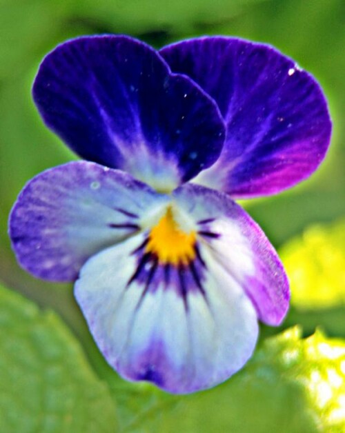 Eine Art Stiefmütterchen, die ursprünglich vermutlich aus dem Wilden Stiefmütterchen(Viola tricolor(L.)) gezüchtet worden sein dürfte.
https://de.wikipedia.org/wiki/Stiefmütterchen

Aufnameort: Eiershausen Vorgarten
Kamera: Canon EOS 1300D