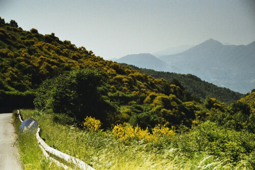 Signifikante Pflanze im Pollino sind Ginstersträucher, die im Frühsommer fast alle Bergkuppen mit ihren gelben, duftenden Blüten überziehen.

Aufnameort: Pollino, Basilikata, Süditalien
