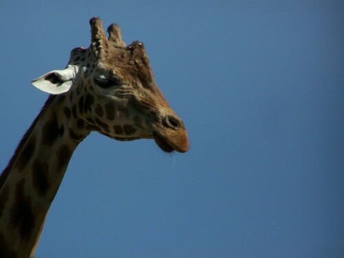 giraffe-giraffa-camelopardalis-5279.jpeg