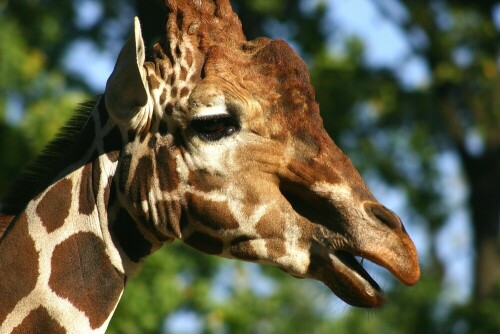 giraffe-im-zoo-1790.jpeg