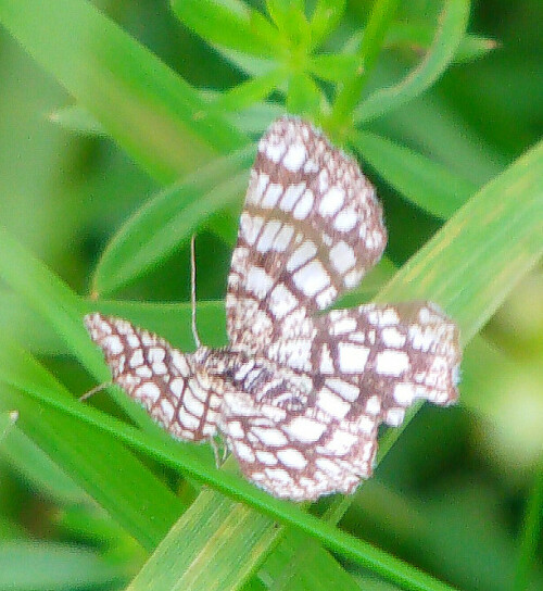 Der Gitter- oder Kleespanner kann durch seine Flügelzeichnung in der Vegetation auffallen, wobei das Muster vielleicht sogar etwas an die Zebrastreifung erinnert.
http://de.wikipedia.org/wiki/Gitterspanner

Aufnameort: Simmersbach Wiesen und Weiden
Kamera: Medion Digitaler Full-HD-Camcorder mit Touchscreen Medion Life