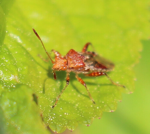 Eine Wanze, die zu den Glasflügelwanzen(Rhopalidae) gehört.
Sie ist weltweit auch in den Tropen wie Subtropen verbreitet.
In Deutschland kommt die Art bislang bis zu den Mittelgebirgen gelegentlich häufig vor. Im nordwestdeutschen Tiefland soll sie meist fehlen. (Ein Hinweis erfolgte von Herrn Harald Schnöde)
https://de.wikipedia.org/wiki/Glasflügelwanzen

Aufnameort: Eiershausen Wald- bzw. Wegesrand des Hirschbergwaldes
Kamera: Canon EOS 700D